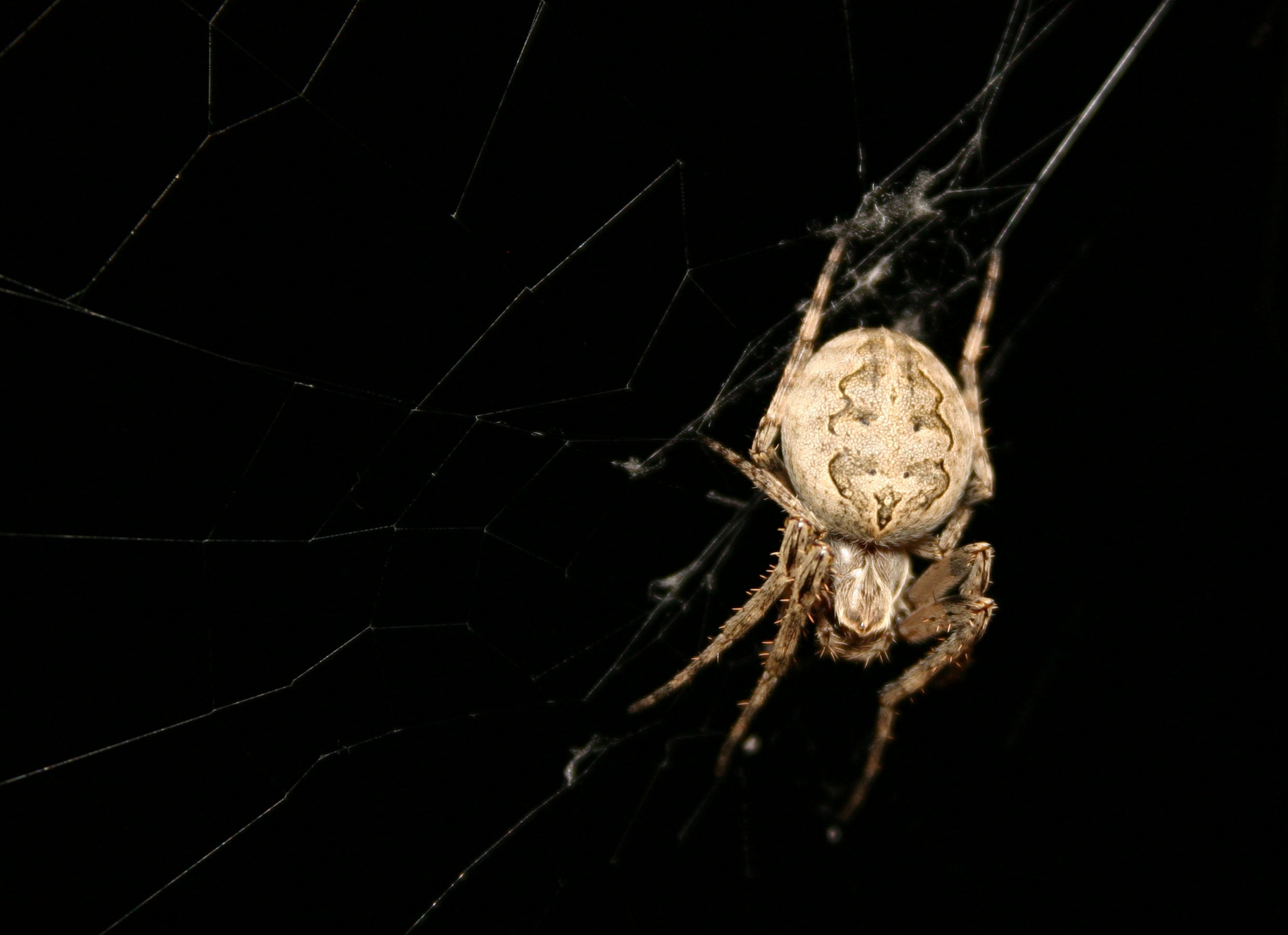 Araignées, le mythe à 8 pattes la libellule