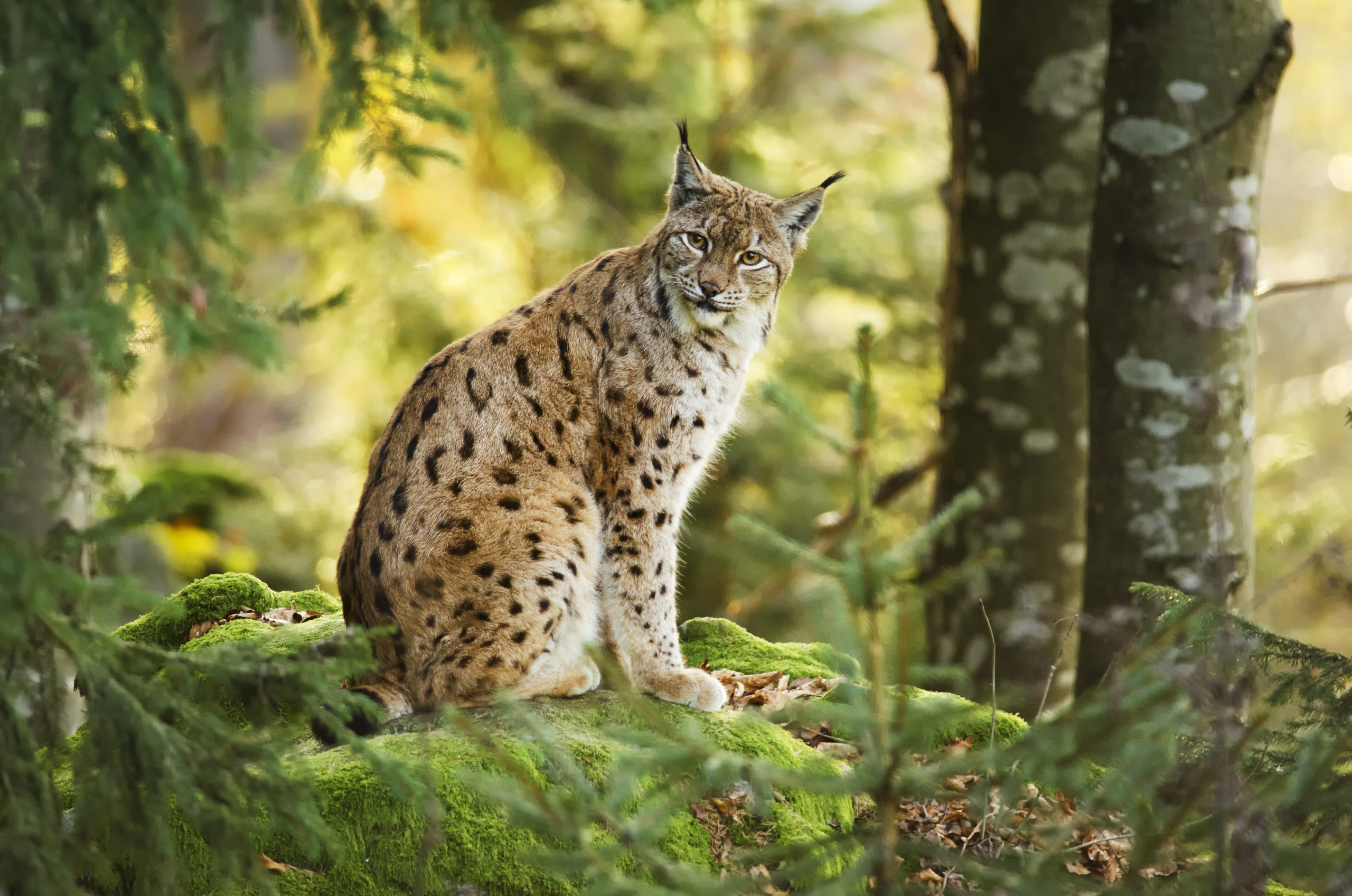 Sur les traces du lynx la libellule